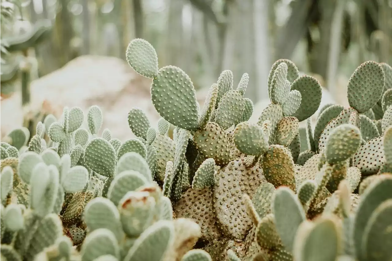 From deserts to desserts: cacti components for new functional foods