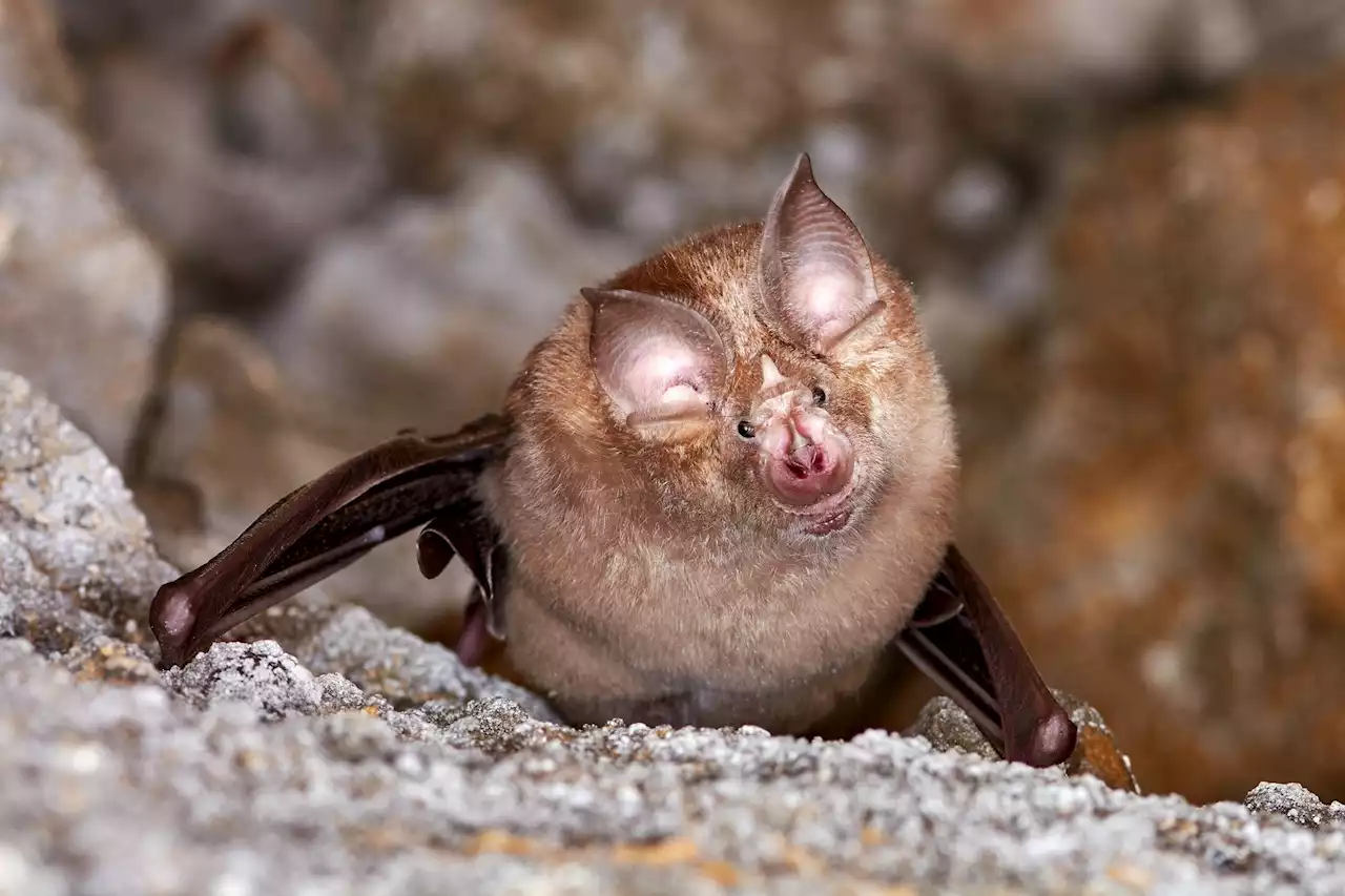 Researchers screen 16 UK native bat species for coronaviruses with zoonotic potential