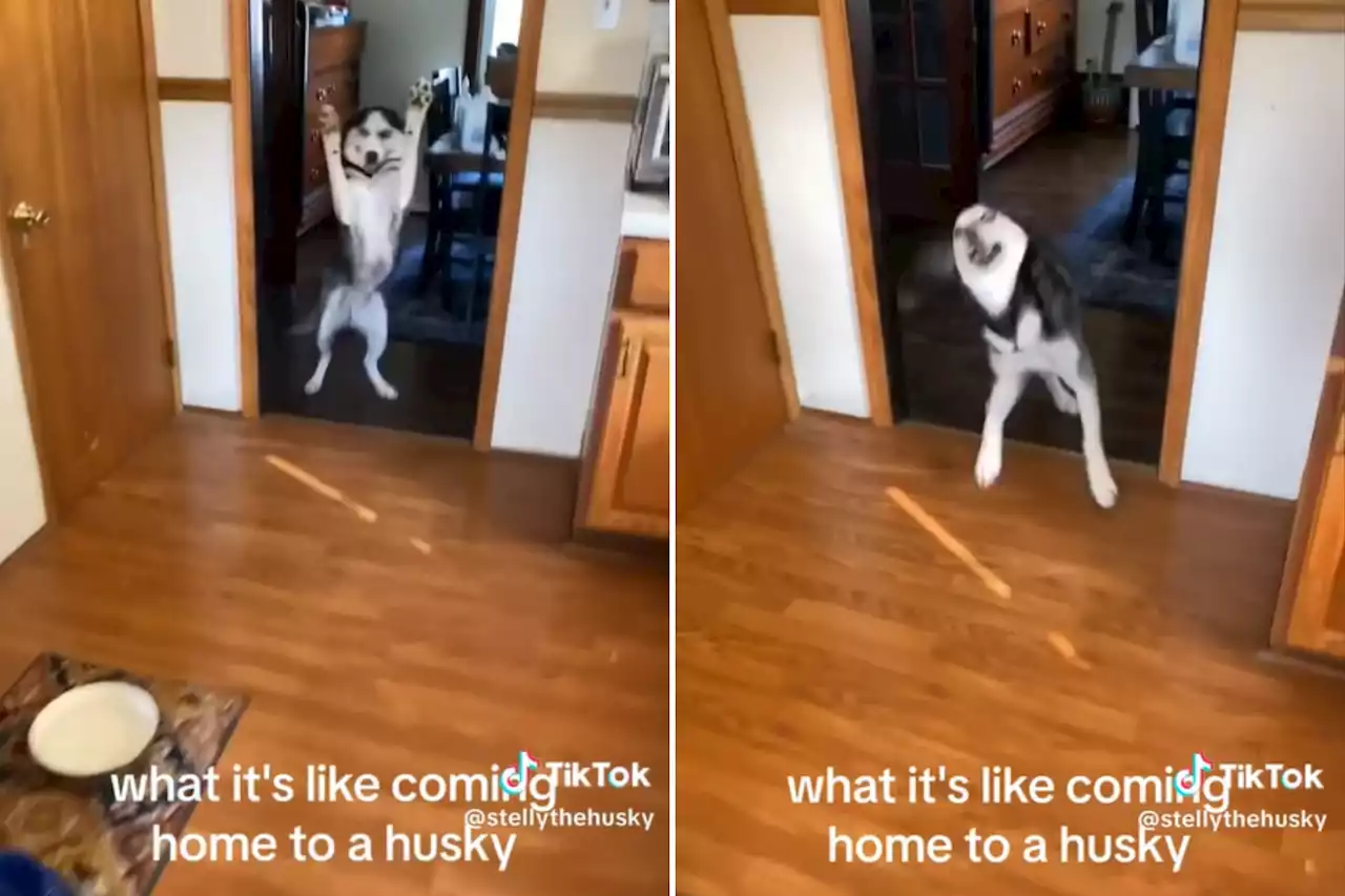 Watch husky's adorable reaction to favorite human coming home: 'I cried'