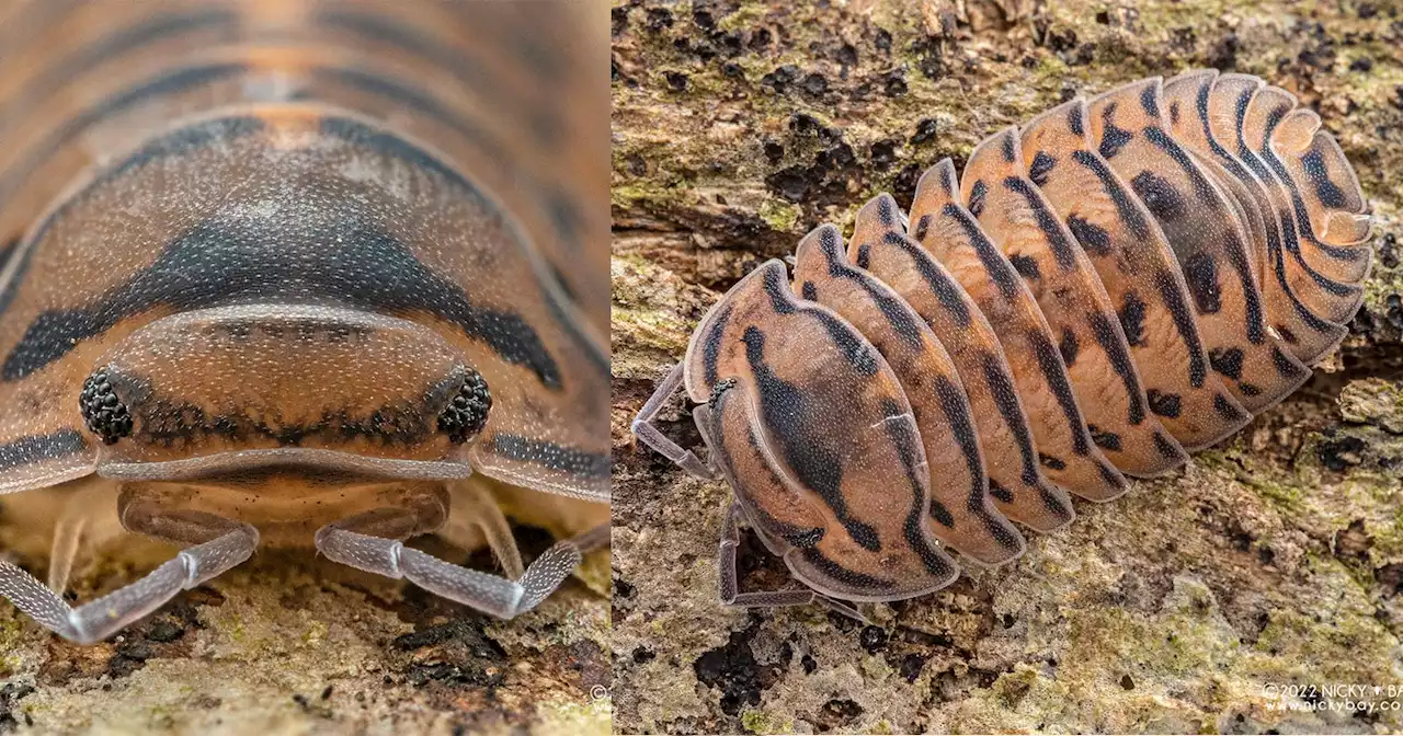 Macro Photographer Discovers New Species Called the Singapore Tiger