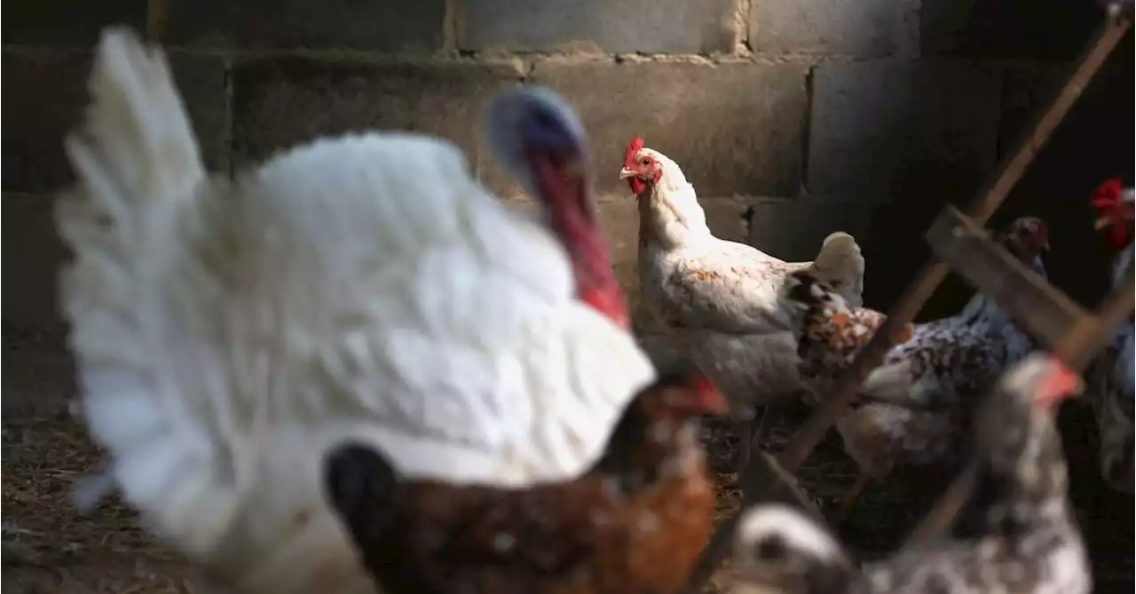 Japan halts poultry imports from Brazilian state after bird flu at non-commercial farm