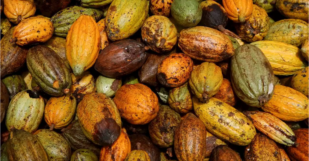 Chocolate-making ingredient cocoa hits highest price in 46 years