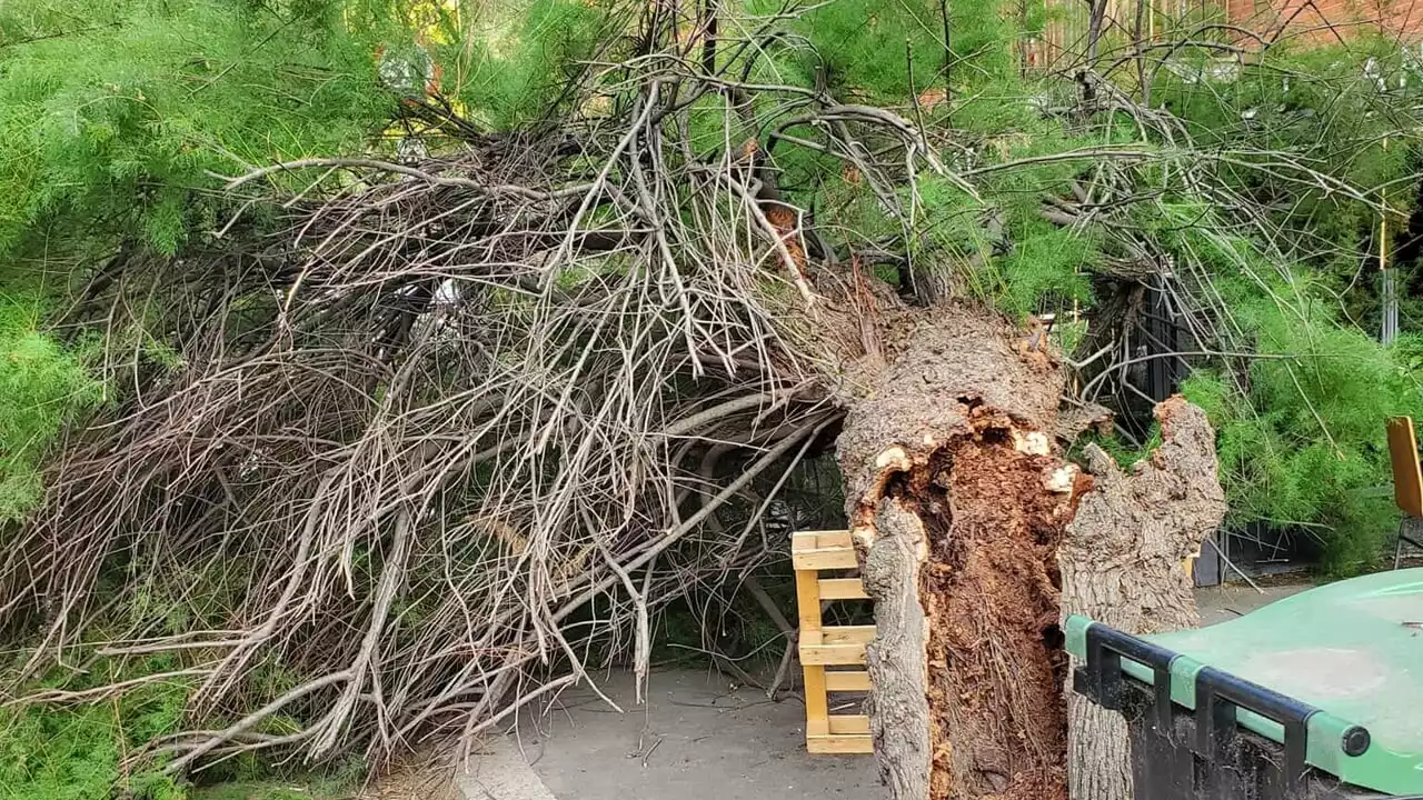 Si schianta un albero davanti al bar: ad Ostia si sfiora la tragedia