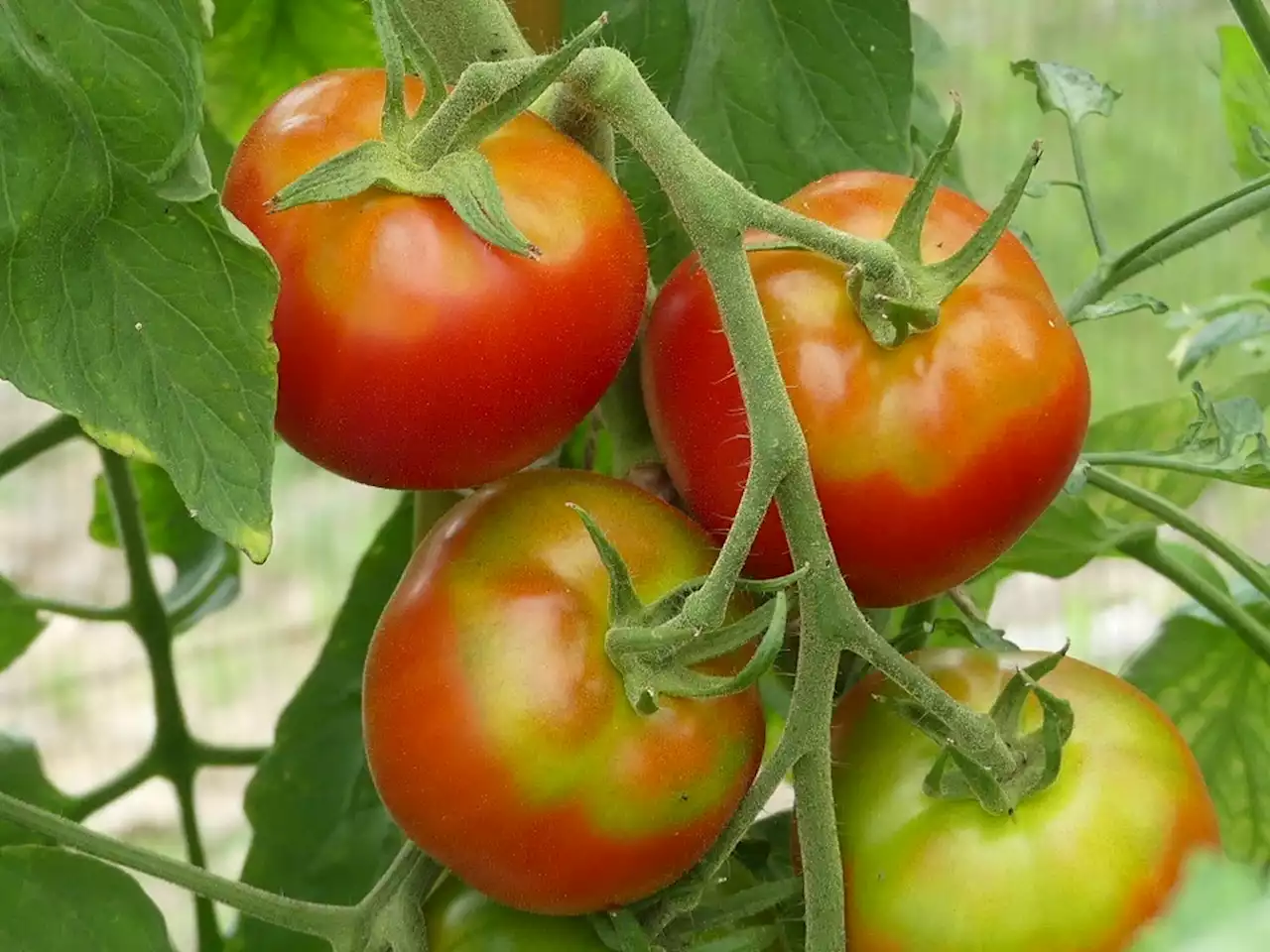 Jardinage : 5 conseils pour récolter ses tomates