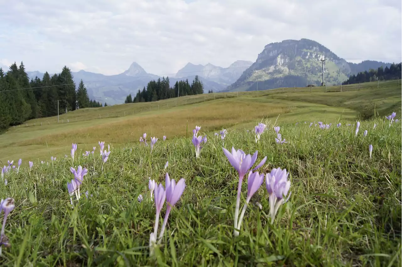 Giftige Herbstzeitlose jetzt ausstechen - Schweizer Bauer