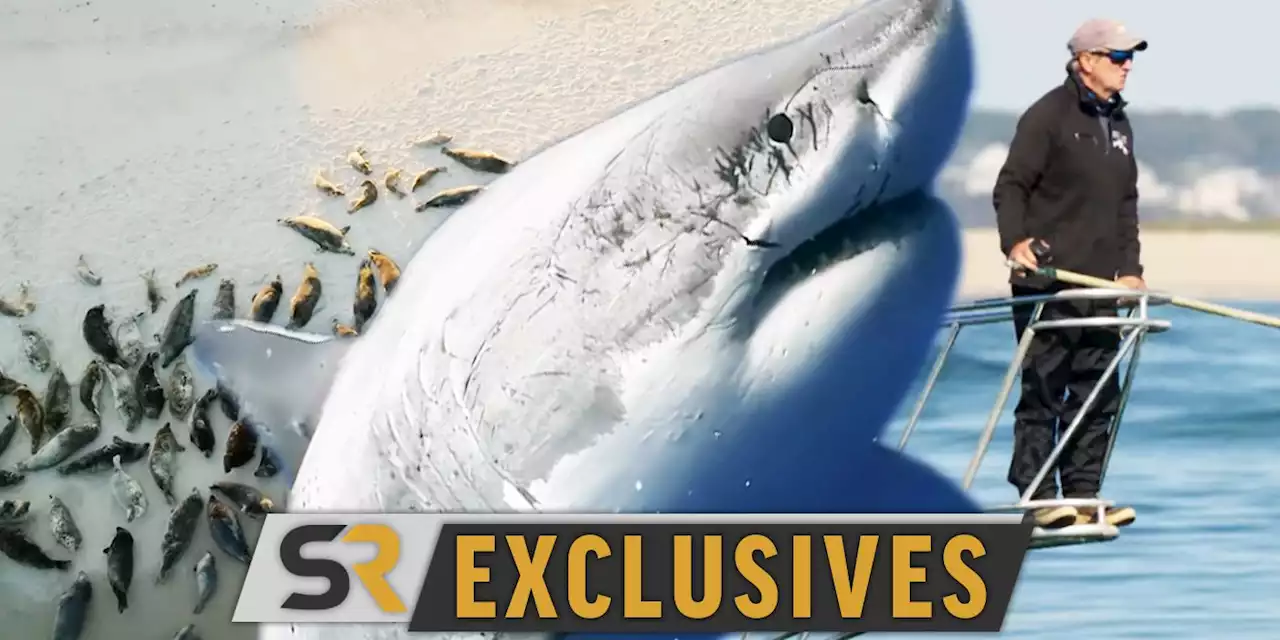 Sharks Return To Cape Cod In Nat Geo Return of the White Shark Clip [EXCLUSIVE]