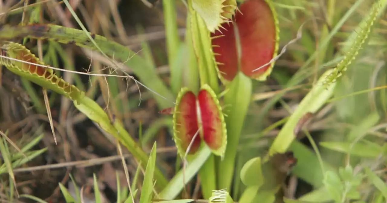 Carnivorous plants come to town in traveling Savage Gardens exhibit