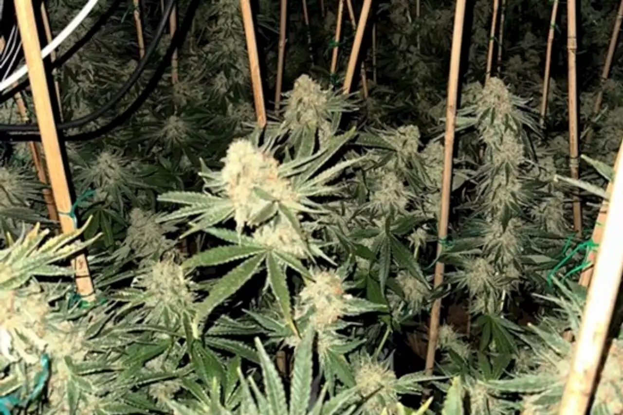 Over 400 cannabis plants seized in Telford drug raids