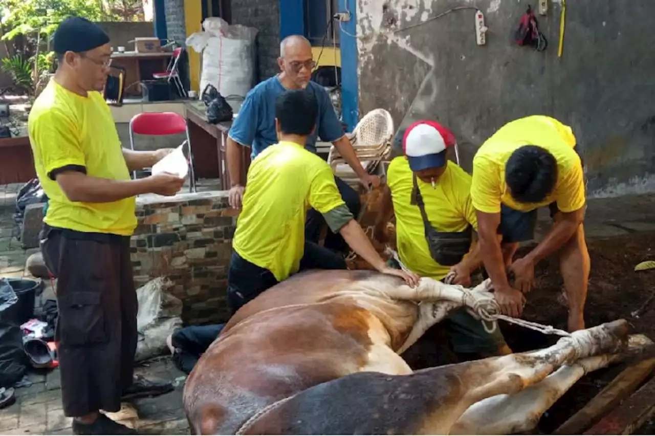 Golkar DKI Salurkan 119 Hewan Kurban di 6 Wilayah Jakarta