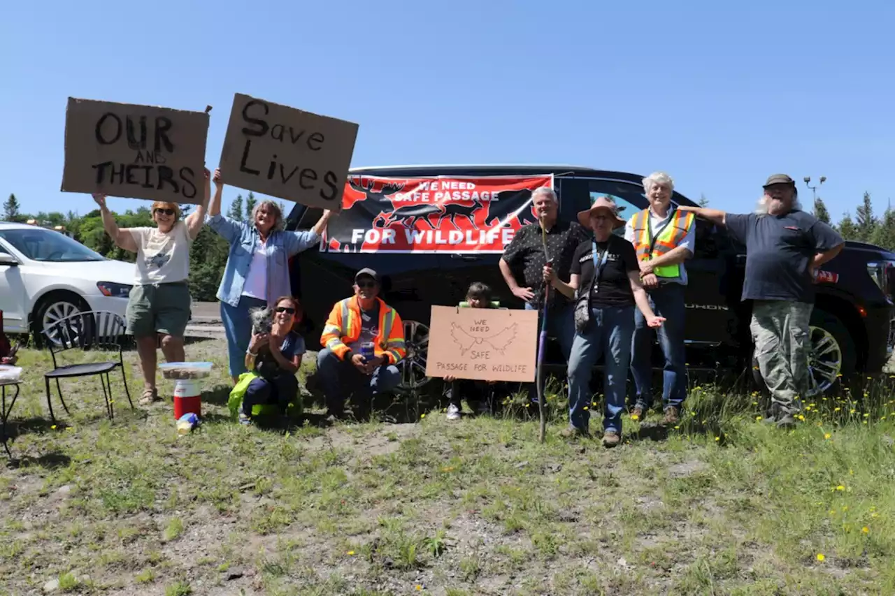 'We're being ignored': Protesters demand solution to moose-vehicle collisions at Mile Hill