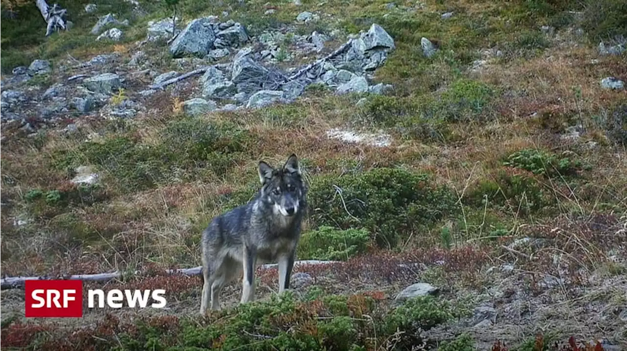 Erfolgreicher Herdenschutz - Wölfe reissen deutlich weniger Nutztiere als im Vorjahr