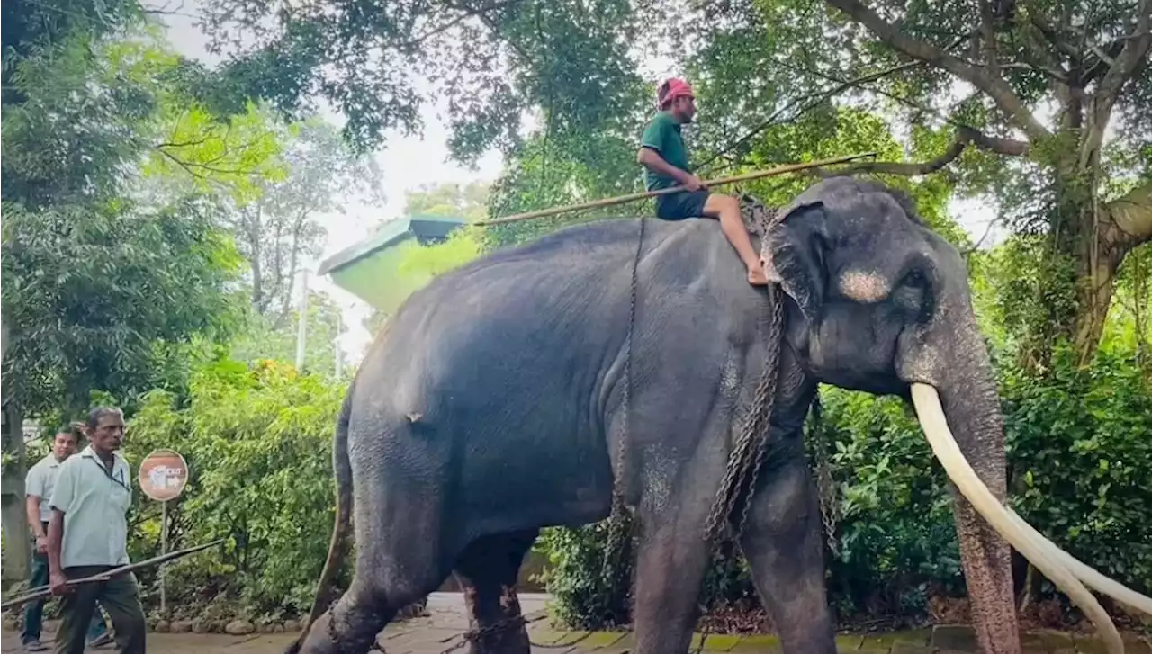 Thai elephant flying back home from Sri Lanka on Sunday