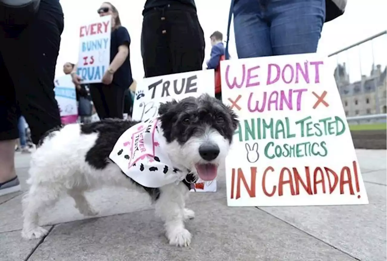 Canada bans testing of cosmetics on animals, in line with dozens of other countries