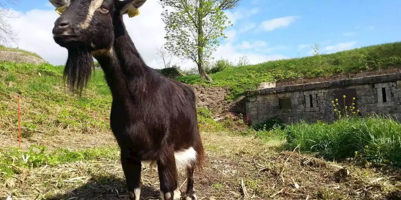 Chasse : des chèvres errantes abattues et consommées par des chasseurs sur l’ordre du maire