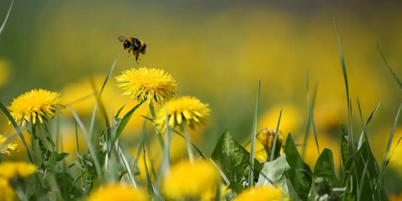 Die Wahrheit: Wahlgewinner Gartenhummel