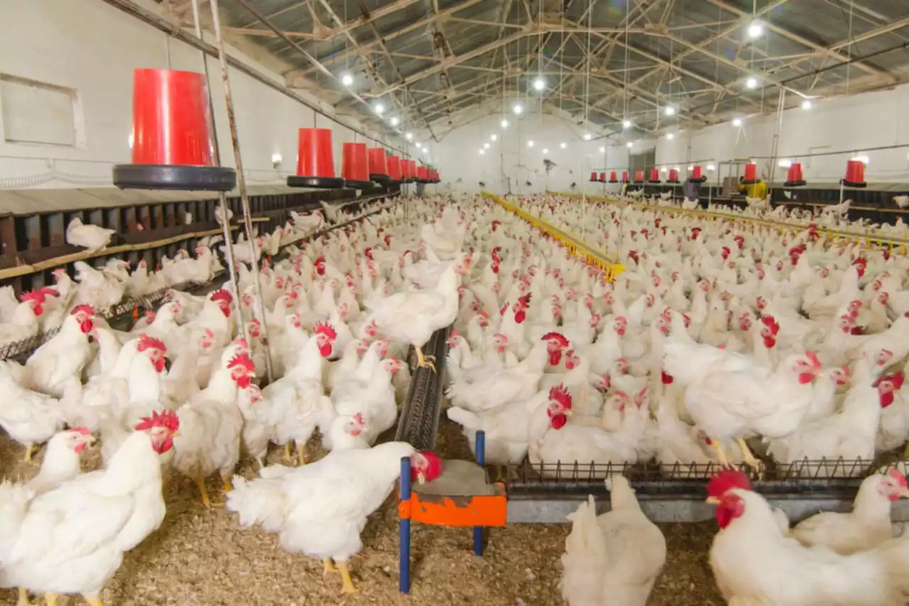 Over 35 000 chickens die in Gauteng due to load shedding | The Citizen