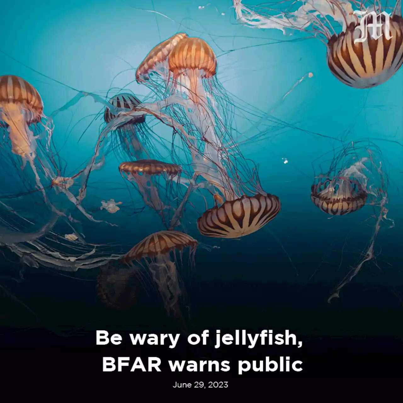 Be wary of jellyfish, BFAR warns public