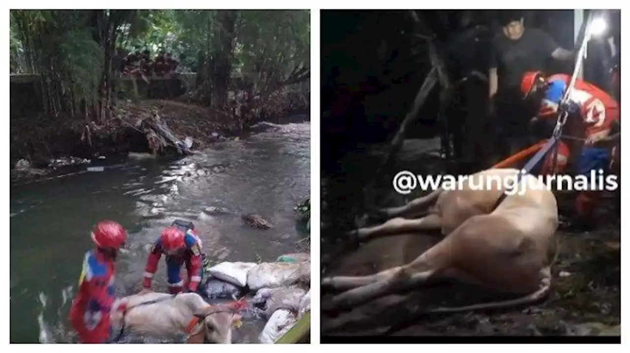 Viral Sapi Kurban Ngamuk hingga Masuk Sungai, Proses Evakuasi Memakan Waktu 5 Jam - Tribunnews.com