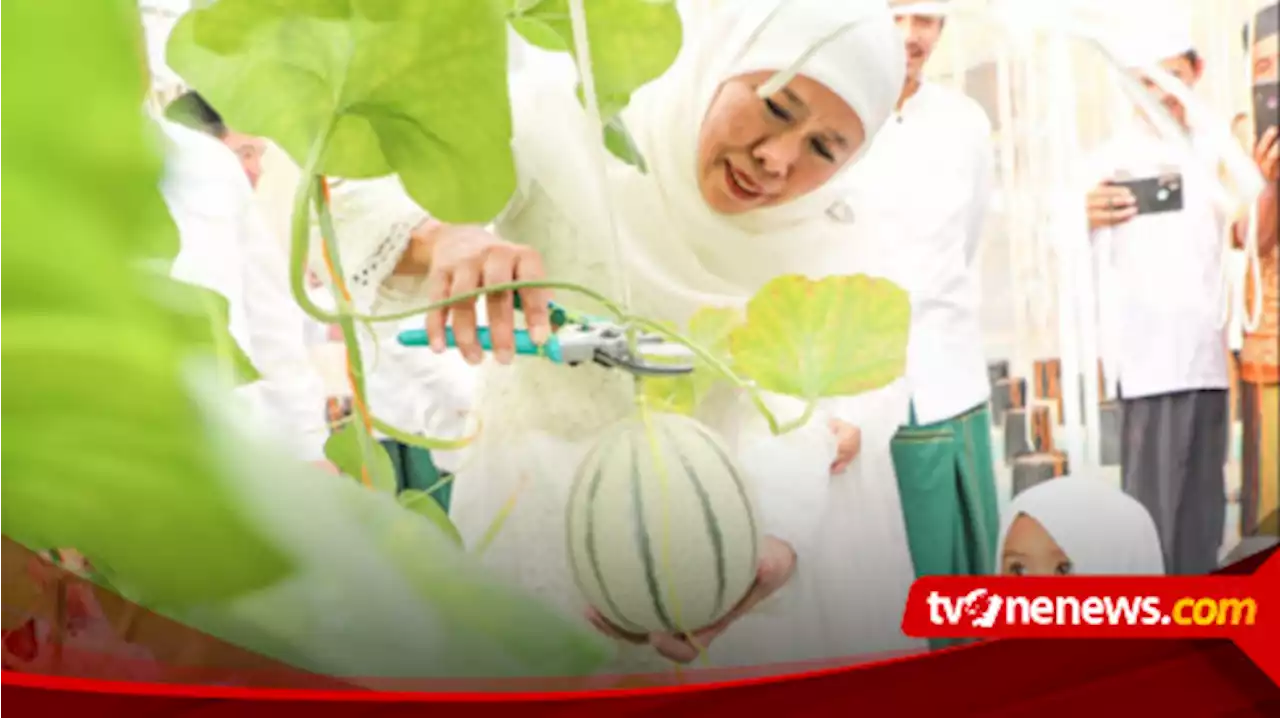 Usai Sholat Idul Adha, Gubernur Khofifah Ajak Cucu Tanam dan Panen Golden Melon di Green House Masjid Al Akbar