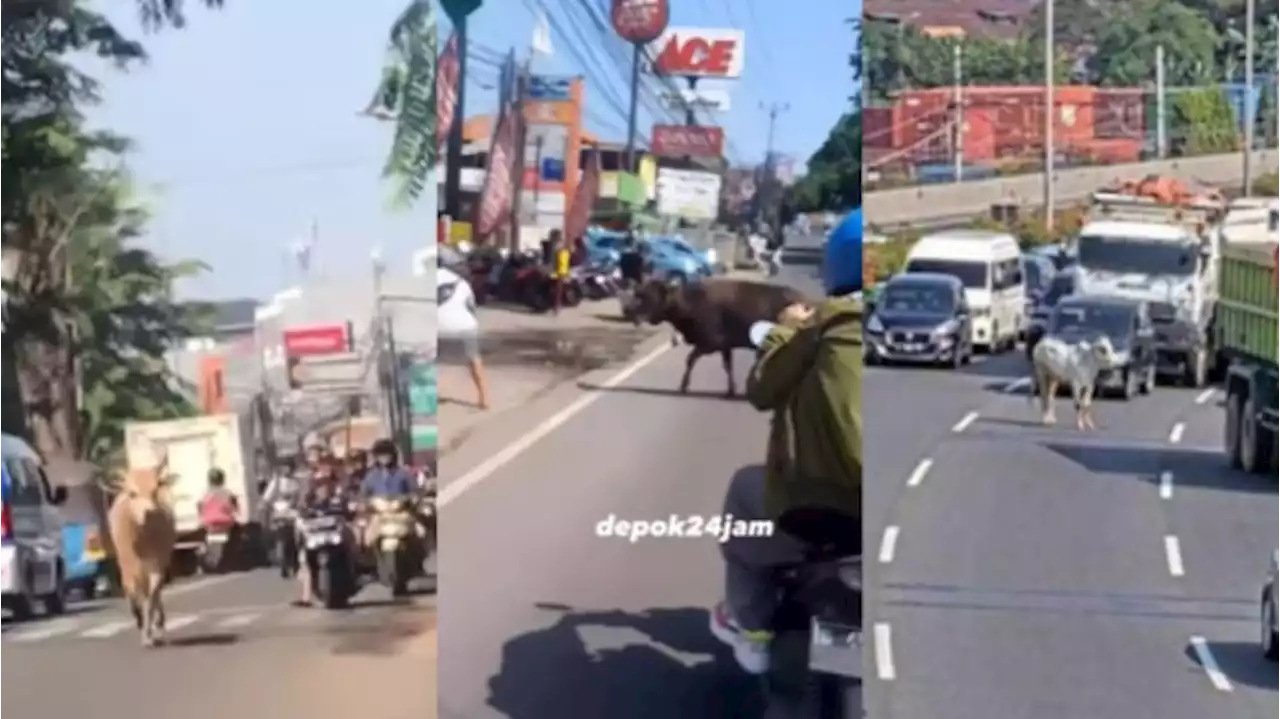 Sapi Kabur saat Hendak Disembelih Warnai Momen Idul Adha Tiap Tahun