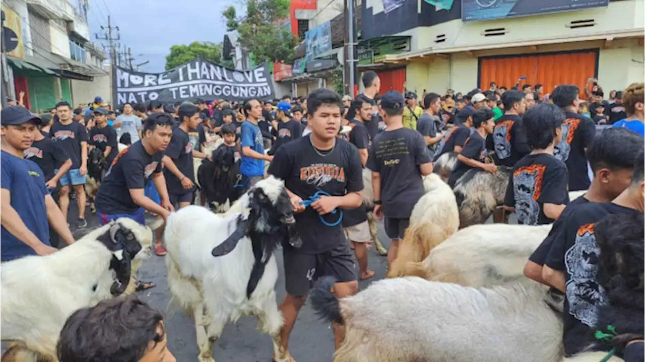 Tradisi Mengarak Kambing Sebelum Disembelih Berawal Dari Temenggungan Menyebar di Malang