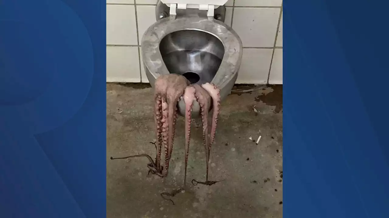 Dead octopus found in Columbus park bathroom