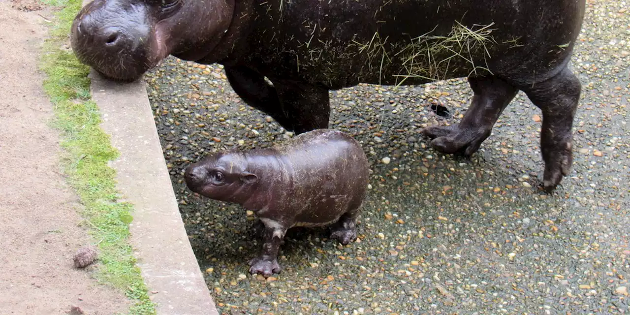 Montgomery Zoo welcomes new Pygmy Hippopotamus