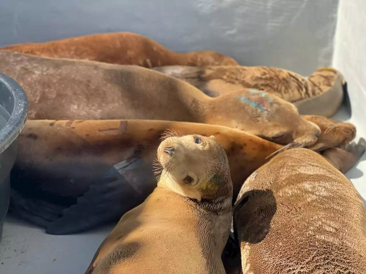 'Overwhelming': Hundreds of dolphins, sea lions ill, dying due to California's red tide