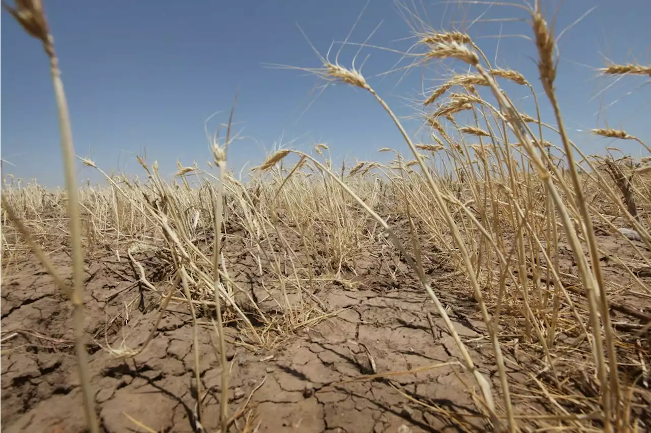 Widespread drought deals nation’s breadbasket significant blow