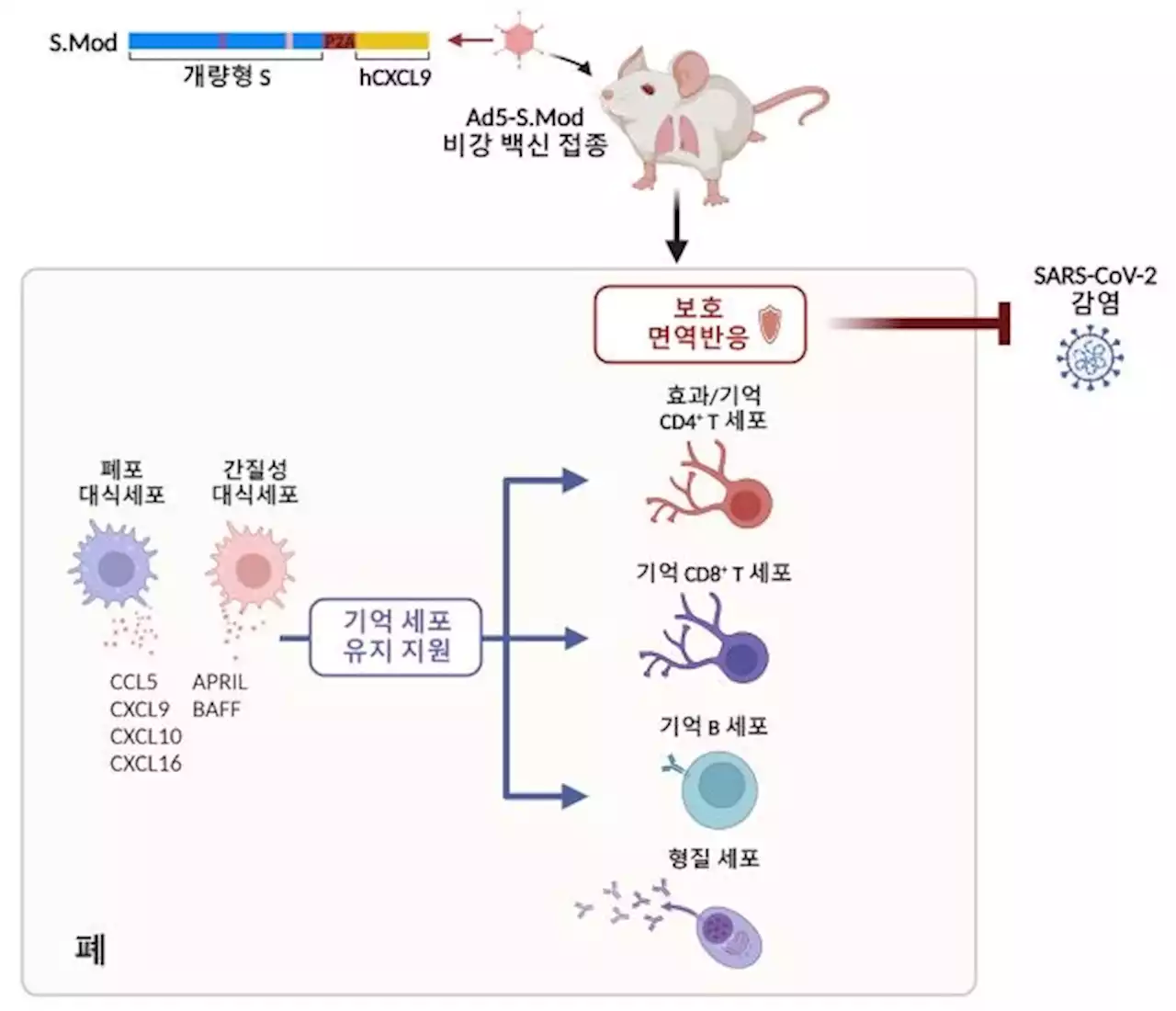 '호흡기부터 강력 차단' KAIST, 코로나19 백신 개발 | 연합뉴스