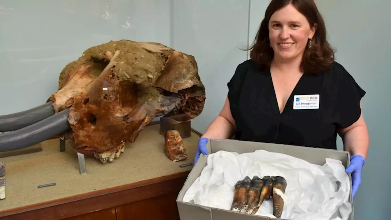 Ancient mastodon tooth found by woman walking along California beach