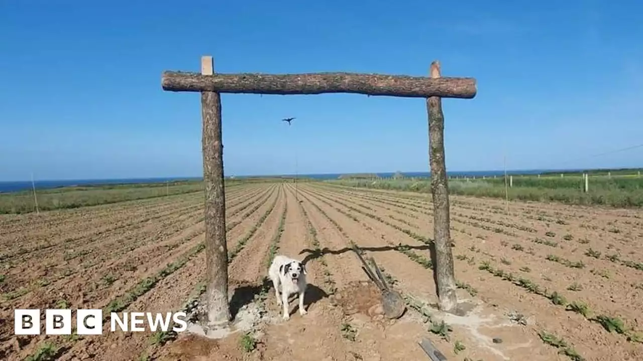 Weather: How Christmas tree farm makes it rain in dry spell