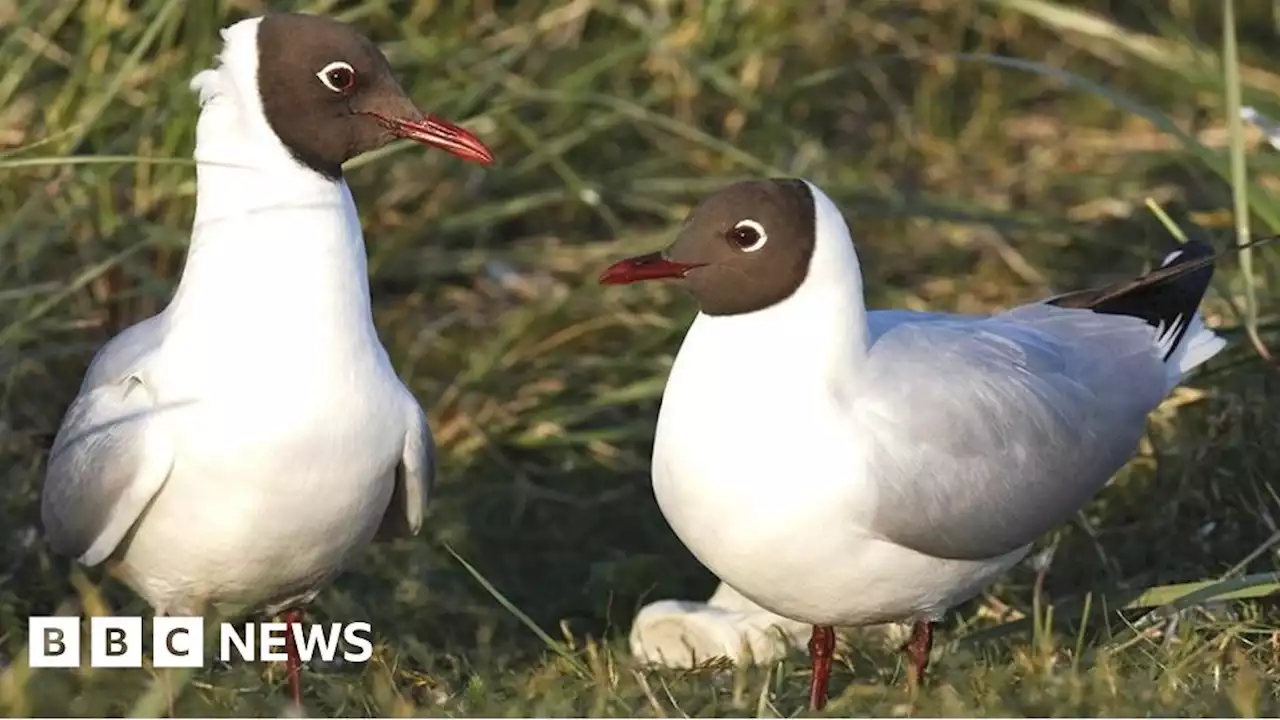 Bird flu: Belfast nature reserve closed after suspected outbreak