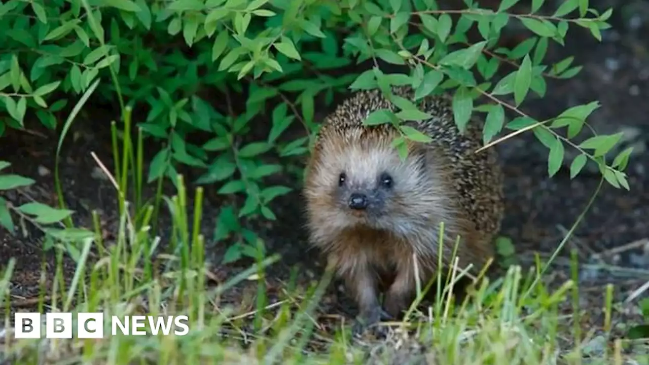 'Influx' of hedgehogs injured by garden strimmers in Jersey