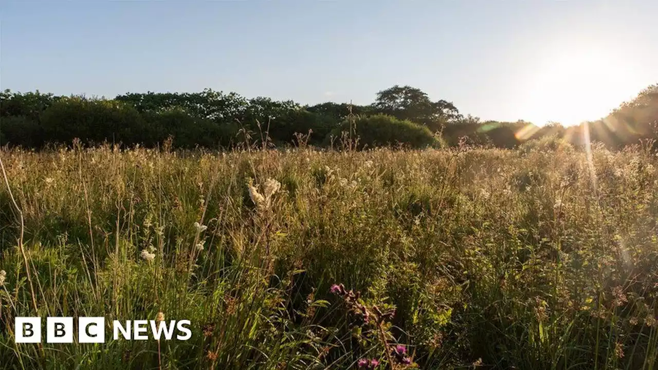 Ten-year anniversary celebrates Coronation Meadow's expansion