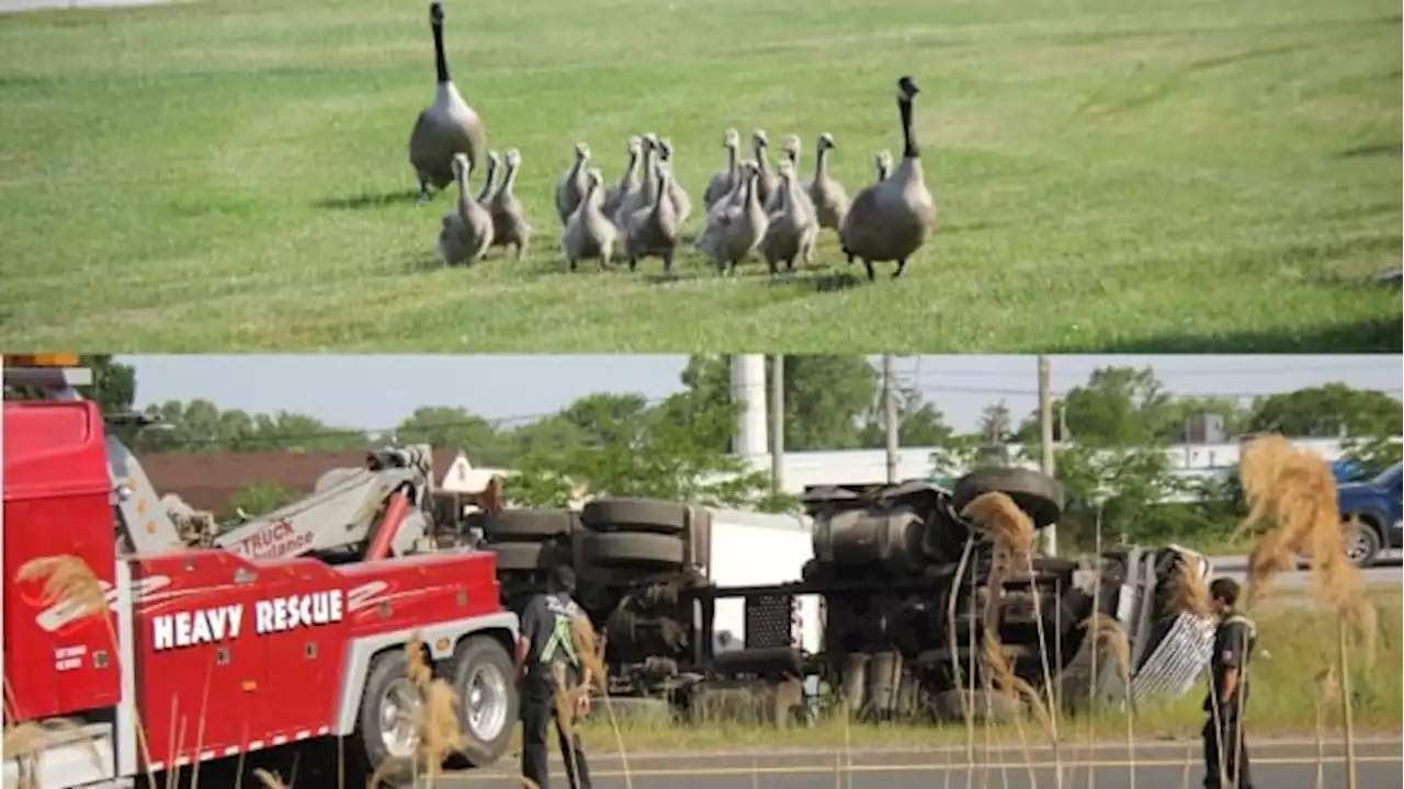 Charge laid after multi-vehicle collision caused by geese crossing E.C. Row expressway | CBC News