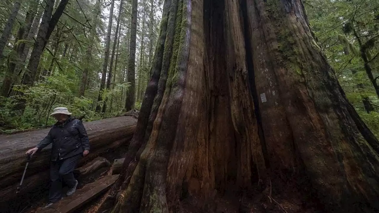 B.C. extends deferral of old-growth logging in Vancouver Island's Fairy Creek