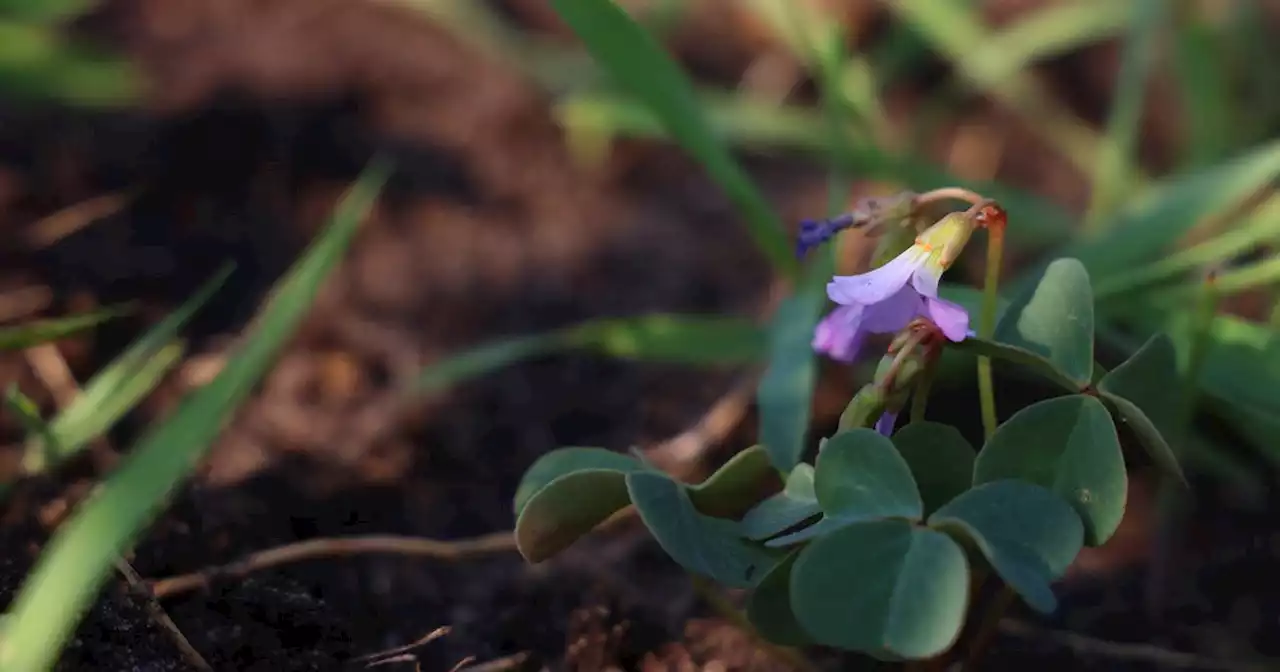 Soil salvaged from Rockford’s Bell Bowl Prairie offers promise