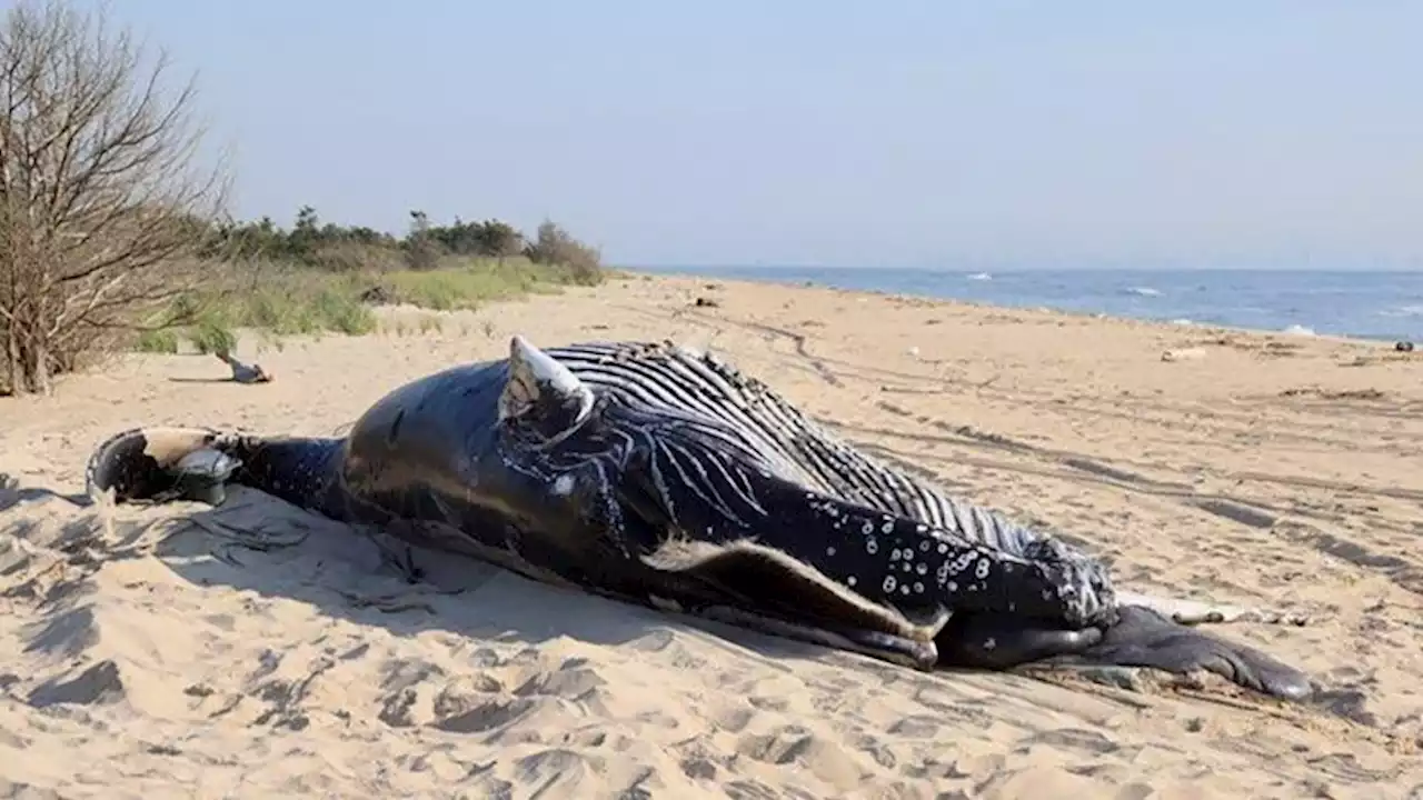 Two humpback whales found dead off coast of New York had sustained 'blunt force trauma' | CNN