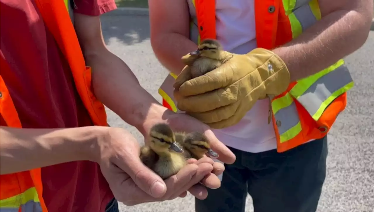 Lucky duckies saved after falling down Calgary storm drain