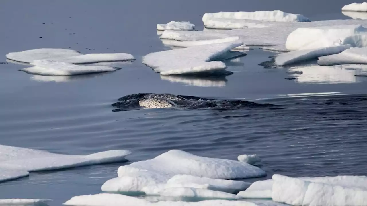 Inuit, environmental groups praise cruises for agreeing to avoid Eclipse Sound