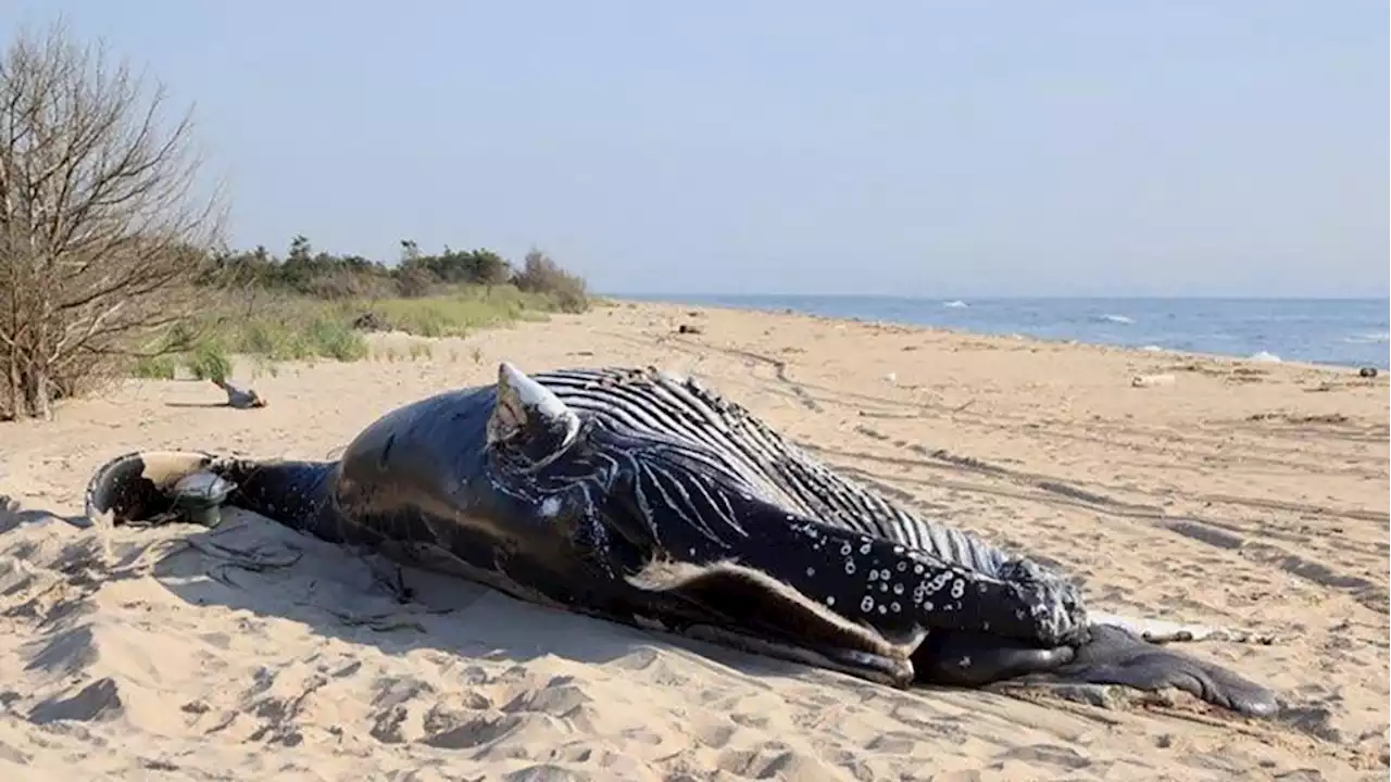 Two humpback whales found dead off coast of New York had sustained ‘blunt force trauma’