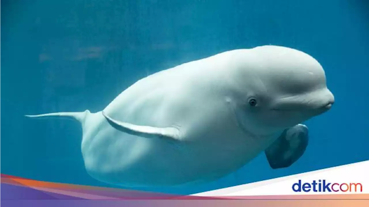 Paus Beluga 'Mata-mata' Rusia Terlihat di Swedia