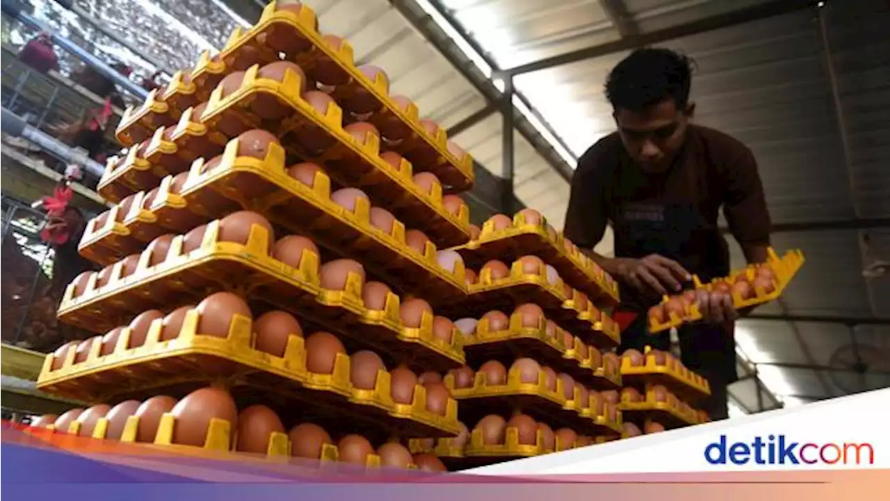 Pemerintah Tak Ikut Campur soal Harga Telur Ayam Mahal