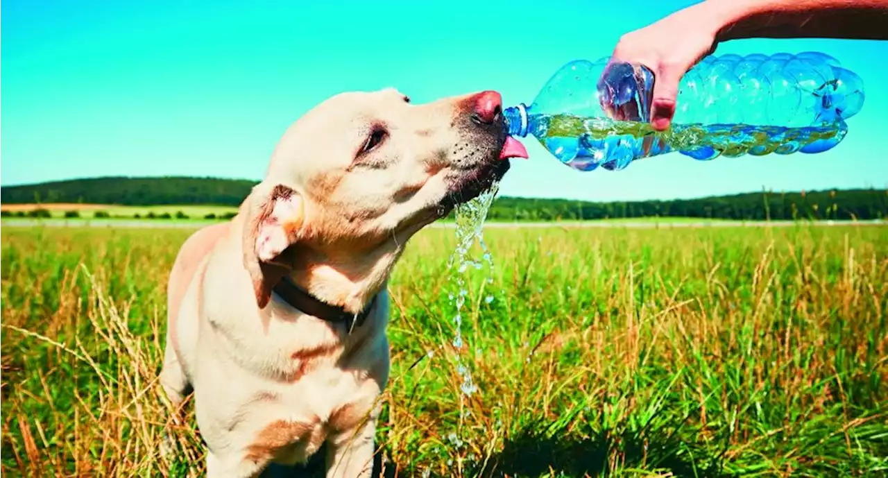 A qué hora pegará más la tercera ola de calor en CDMX | El Universal