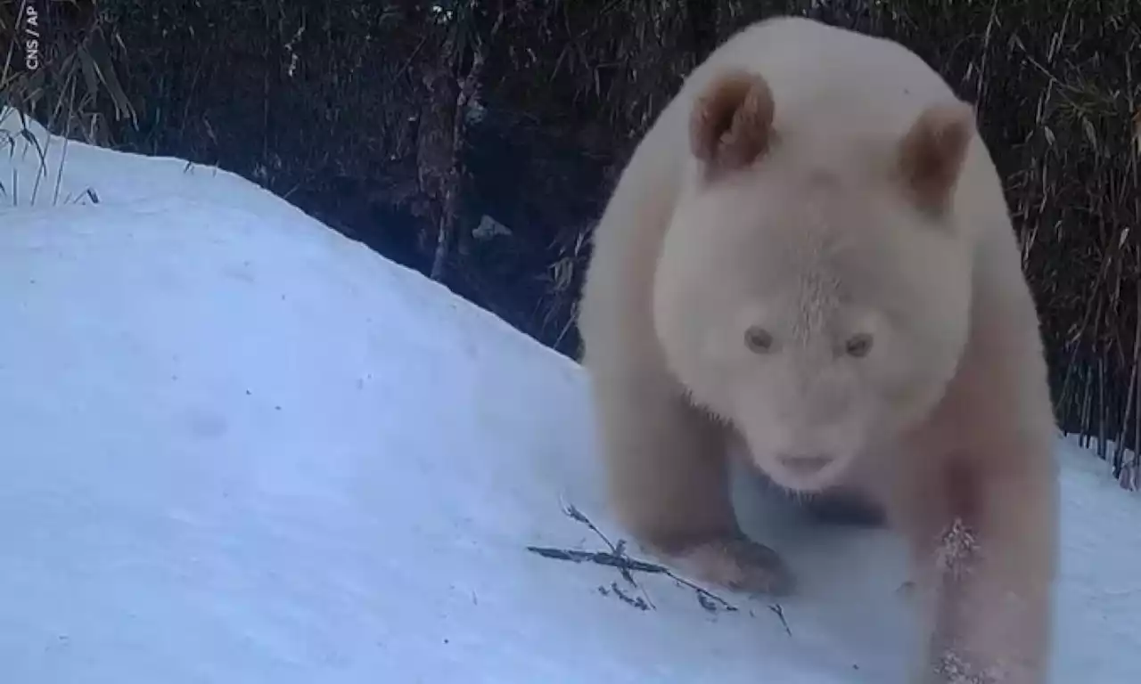 Video: revelan imágenes del único oso panda albino del mundo; lo avistaron en reserva