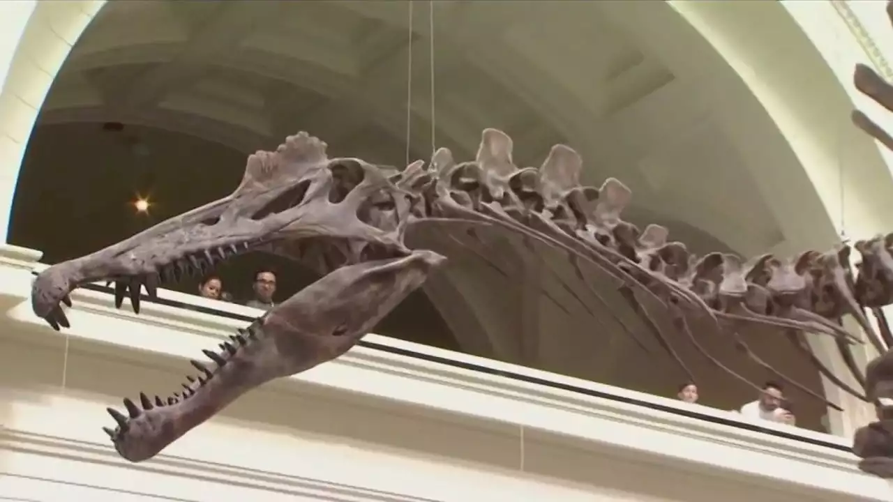 Spinosaurus exhibit debuts at Field Museum, featuring largest meat-eating dinosaur