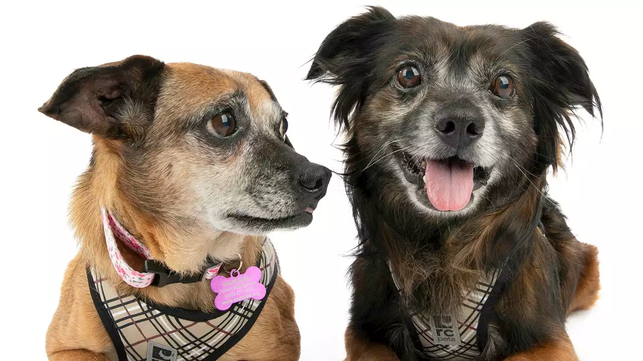 California dogs found wandering the streets have 'strong bond,' looking for loving home