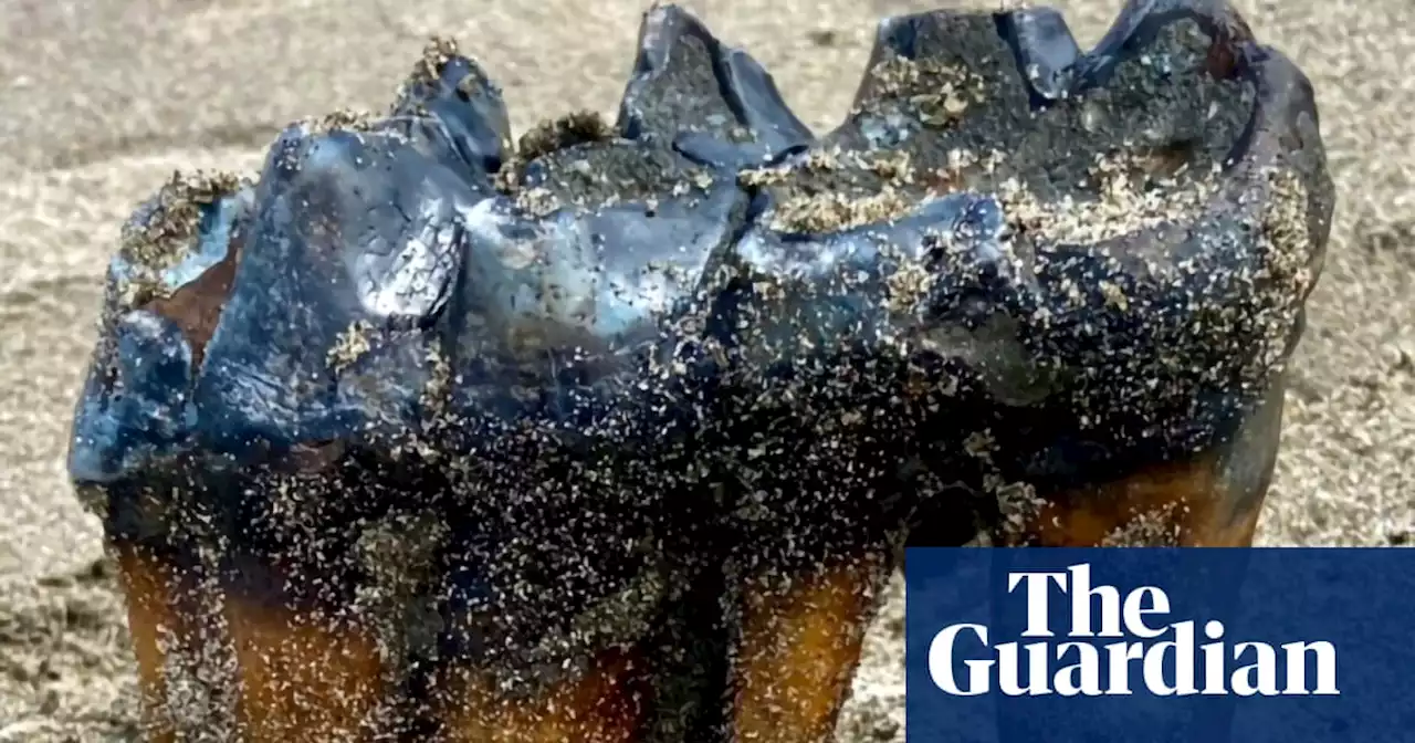 California woman finds foot-long ancient mastodon tooth on beach