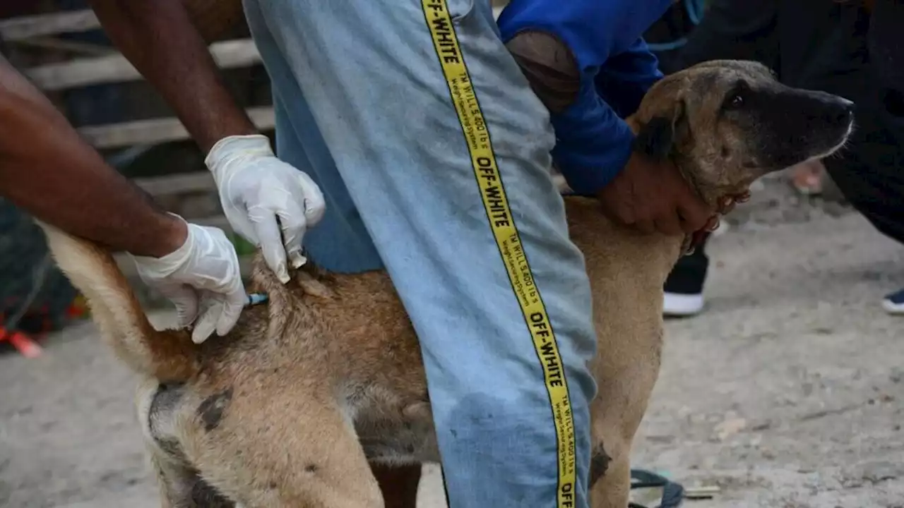 Kematian Rabies Meningkat, Ketersediaan Vaksin Perlu Dipastikan